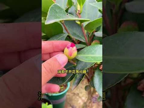 擋煞招財植物風水